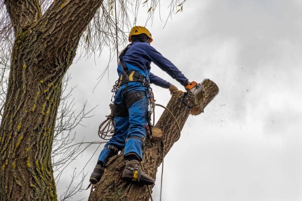 Best Tree Cutting Near Me  in Lake Butler, FL